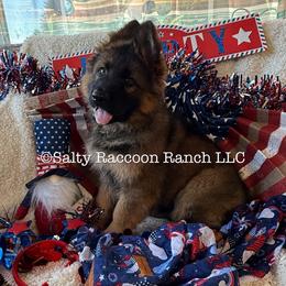 Pearl von Merryman Haus - Sable female German Shepherd puppy in Hillsboro, Indiana from Salty Raccoon Ranch German Shepherds