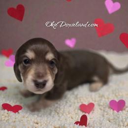 Cowboy - Chocolate and cream male Dachshund puppy in Oklahoma City, Oklahoma from OkieDoxieland Dachshunds