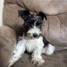 Cowlick - Parti female Miniature Schnauzer puppy in The Rock, Georgia from Southern Paw Schnauzers