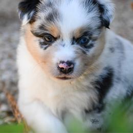 Boy 2 - Blue merle male Miniature American Shepherd puppy in Robinson, Texas from Stellar Miniature American Shepherds