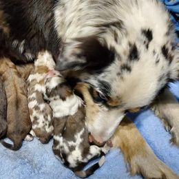 Australian Shepherds from Tumbling Tresses Farm