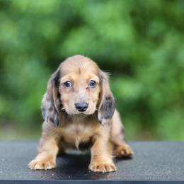Dachshund Puppies from EntityDachs