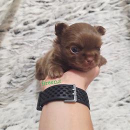 Light choc. boy - Chocolate male Chihuahua puppy in Richmond, Virginia from Breens