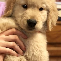 Golden Retriever Puppies from OPK GOLDENS
