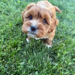 Jamie - Blenheim male Cavapoo puppy in Fayette County, Ohio from Happy Tails