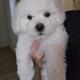 Bichon Frise Puppies from Beloved Bichon