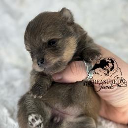Pomeranian Puppies from Treasured Jewels Pomeranians