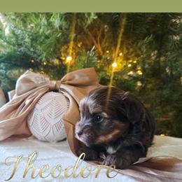 Theodore - Chocolate and tan male Yorkshire Terrier puppy in Jacksonville, Florida from Ja'Dor Yorkies