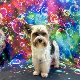 Rain - Biewer Terrier