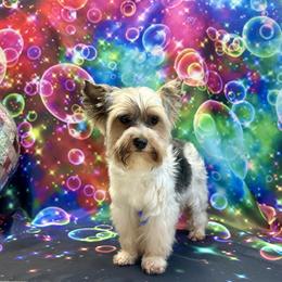Rain - Biewer Terrier