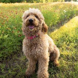 Sadie - Goldendoodle