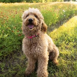 Sadie - Goldendoodle
