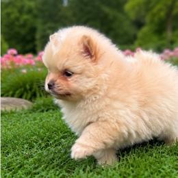 Truffle - Cream male Pomeranian puppy in Buck Valley, Pennsylvania from Buck Valley Pomeranians
