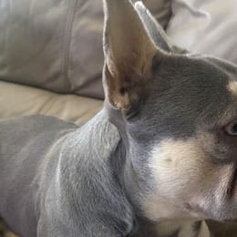 Micah - French Bulldog