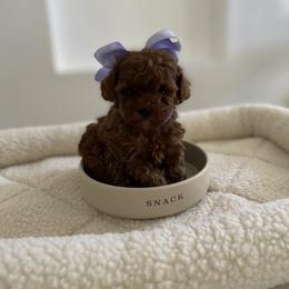 Poodle Puppies from Pups and Paws Toy Poodles