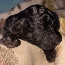 Jingle - Black female Poodle puppy in El Sobrante, California from Mckendra's Legacy
