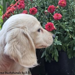 Alice - Cream female Dachshund puppy in Ovett, Mississippi from Anytime Dachshunds by D.B.