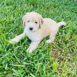 Australian Mountain Doodle, Bernedoodle, and Goldendoodle Puppies from Wynterwood Doodles
