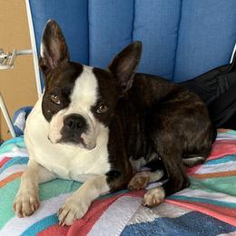 Charlotte - Boston Terrier