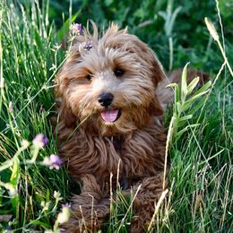 Cavalier King Charles Spaniels, Cavapoos, Goldendoodles, and Golden Retrievers from Park City Doodles