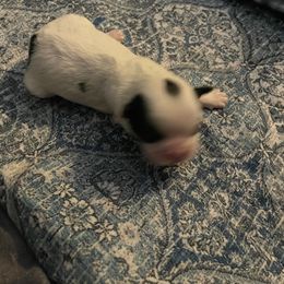 Girl 1- Lumos - Black and white female Shihpoo puppy in Cherryville, North Carolina from Mystic Moon Shih-Poos