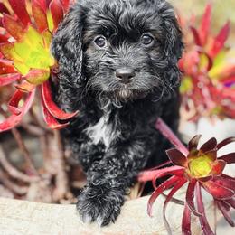Peter - Black and white male Cavapoo puppy in Jackson, California from Disney Doodles