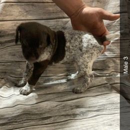Boy 3 - German Shorthaired Pointer puppy in Barron County, Wisconsin from Shining D Ranch