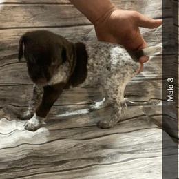 Boy 3 - German Shorthaired Pointer puppy in Barron County, Wisconsin from Shining D Ranch