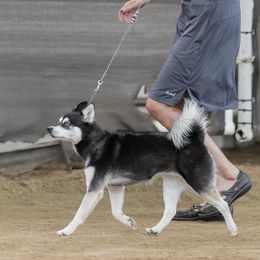 Juneau - Alaskan Klee Kai