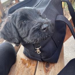 Giant Schnauzer Puppies from Wessels Schnauzers