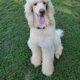 Bernese Mountain Dog and Poodle All Grown Up from Creekside Canine Companions