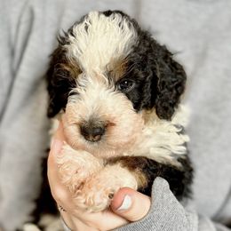Scott Calvin - Tri-color male Bernedoodle puppy in Louisville, Kentucky from Darlin’s Doodles