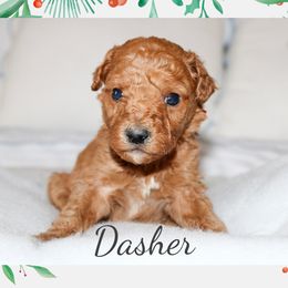 Dasher - Red  male Goldendoodle puppy in Wilson, North Carolina from Cedar Creek Doodles
