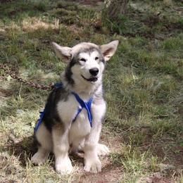 Alaskan Malamute Puppies from Ghost Dance Alaskan Malamutes
