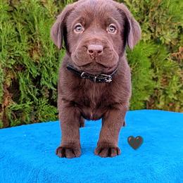 Black Collar - Chocolate male Labrador Retriever puppy in Yucca Valley, California from Beachn Ranch