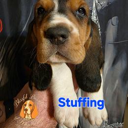 Stuffing - Black white and brown male Basset Hound puppy in Princeton, Minnesota from Blissful Basset Hounds