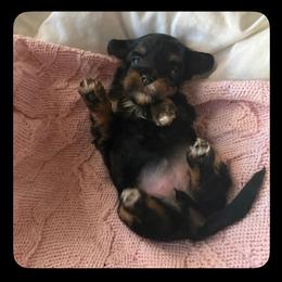 Pitter - Phantom female Maltipoo puppy in Springtown, Texas from Bluebonnett Maltipoos and Cavapoos