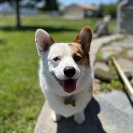 Pembroke Welsh Corgi Puppies from Top-Notch Paws