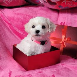 Bichon Frise Puppies from Wonder Bichons
