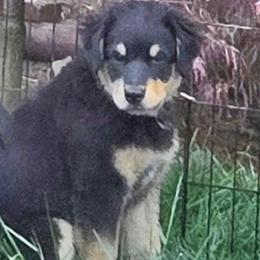 Rebel - Black tri male Miniature Australian Shepherd puppy in Crestline, California from Haugen's Minis