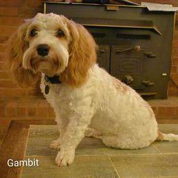 Cockapoo puppies from Cano Cockapoos