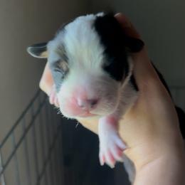 Girl 2 - Black, white and red female Greater Swiss Mountain Dog puppy in Lower Burrell, Pennsylvania from Polyanna’s GSMD