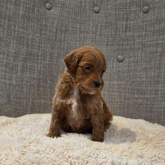 Brown - Red  female Goldendoodle puppy in Miami, Florida from GoldStar Doodles USA