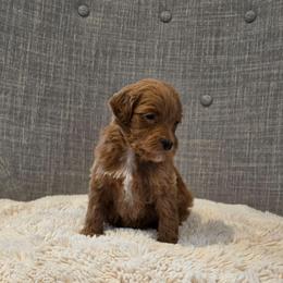 Brown - Red  female Goldendoodle puppy in Miami, Florida from GoldStar Doodles USA