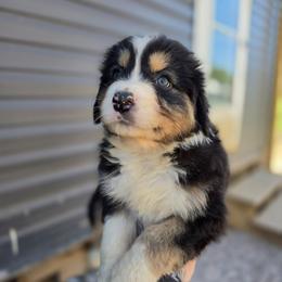 Panda - Black tri-color male Australian Shepherd puppy in London, Kentucky from Kenmont Kennels