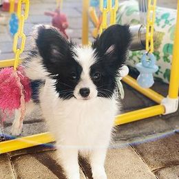 Papillons from SunDream Papillons