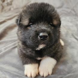 AKC Aiko - Brown, black overlay female Akita puppy in Tombstone, Arizona from WeVolution Off-Grid