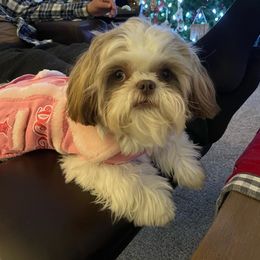 Maya - Shih Tzu