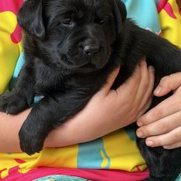 Blackberry - Black female Labrador Retriever puppy in Canton, Georgia from Dukes Retirevers