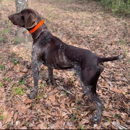 Huk - German Shorthaired Pointer